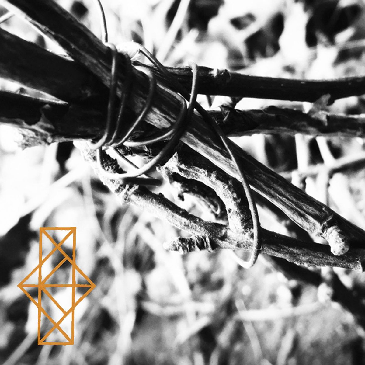 Rainbows in the Dark: Common Eider, King Eider – Shrines for the Unwanted, Respite for the Cast Aside