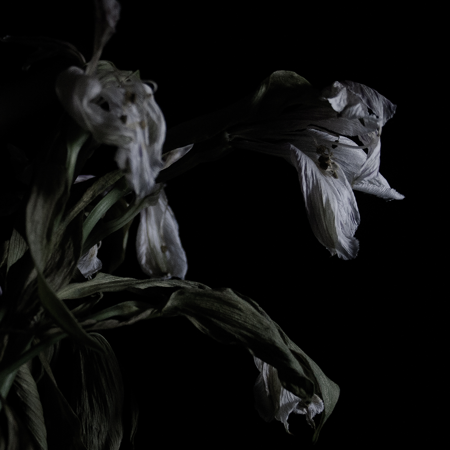 Album Review: Cavernlight – As We Cup Our Hands and Drink From the Stream of Our Ache