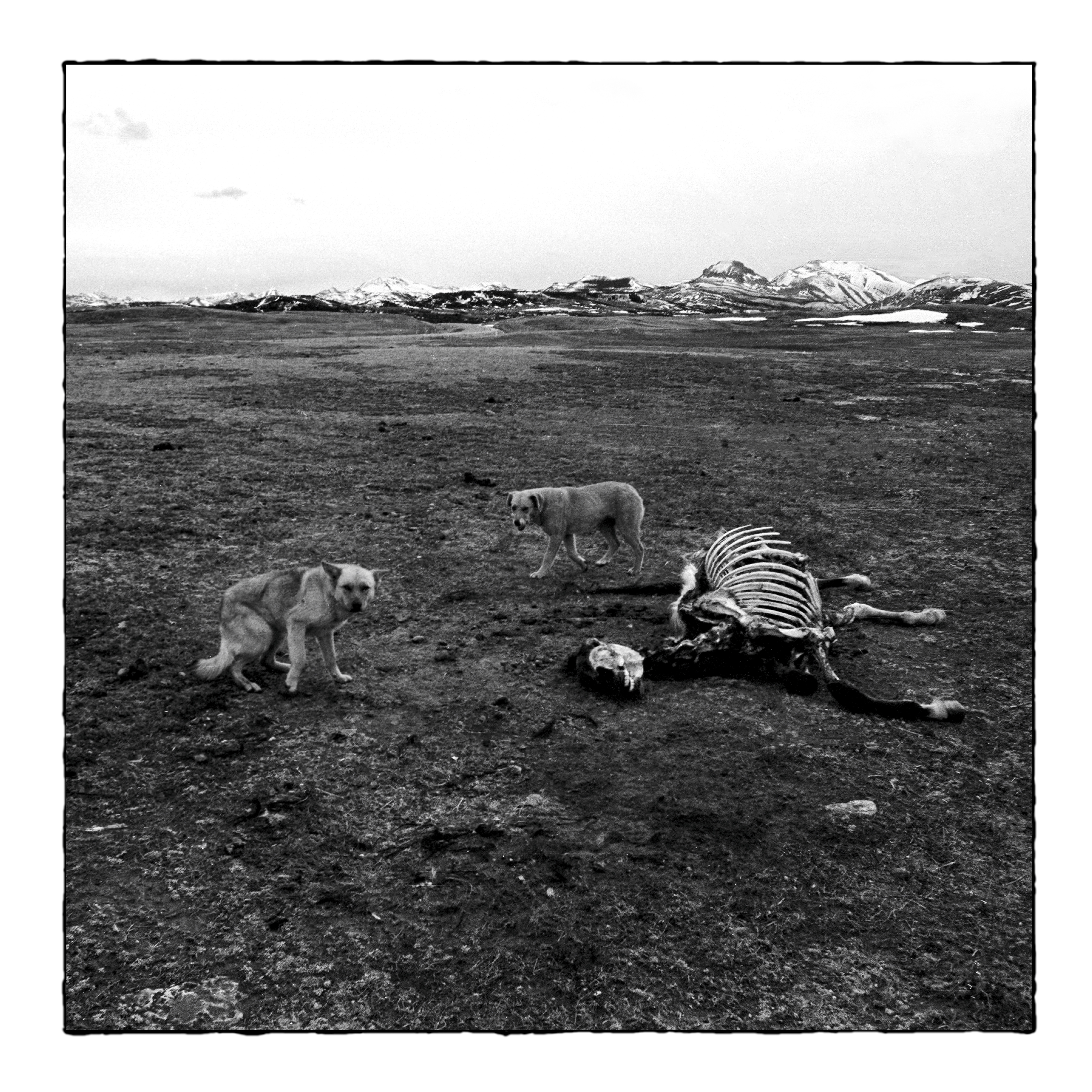 Album Review: Bronson Arm — Bronson Arm