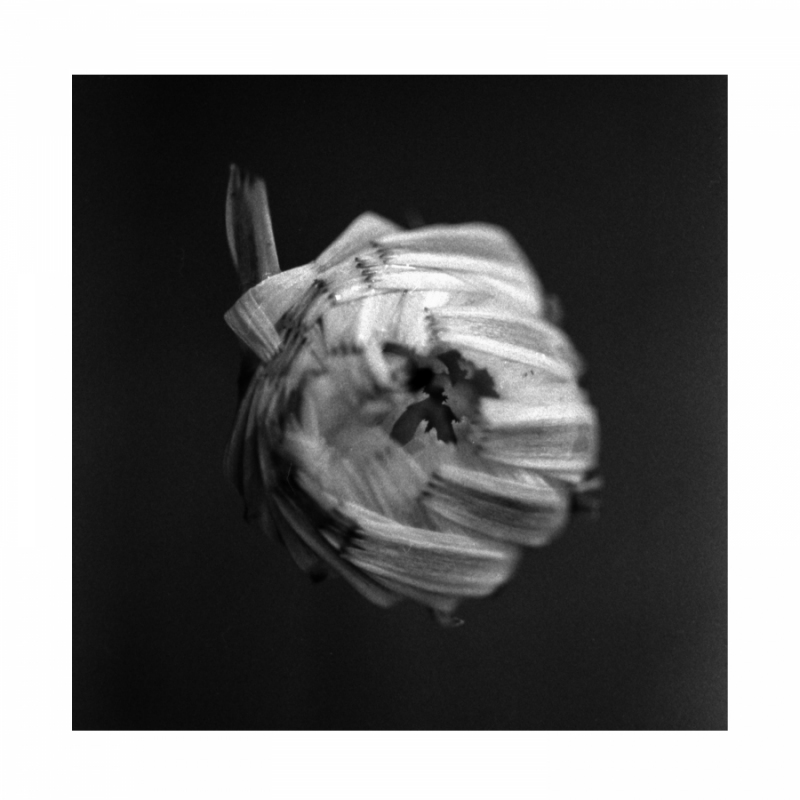 Album Review: A Swarm of the Sun – An Empire